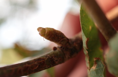 Neuroterus consimilis