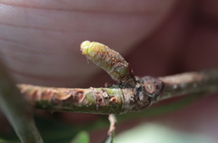 Neuroterus consimilis