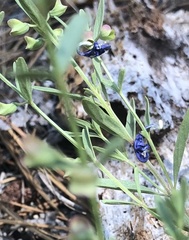 Scutellaria siphocampyloides