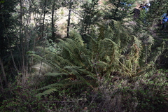Polystichum speciosissimum