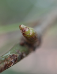 Neuroterus consimilis