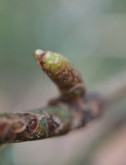 Neuroterus consimilis