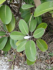 Pachystegia insignis