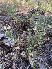 Scutellaria siphocampyloides