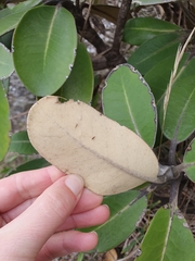 Pachystegia insignis