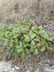 Pachystegia insignis