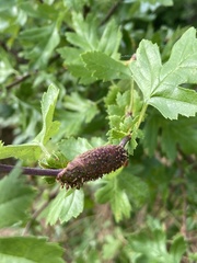 Gymnosporangium clavariiforme