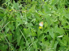 Lycaena dispar