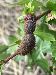Gymnosporangium clavariiforme