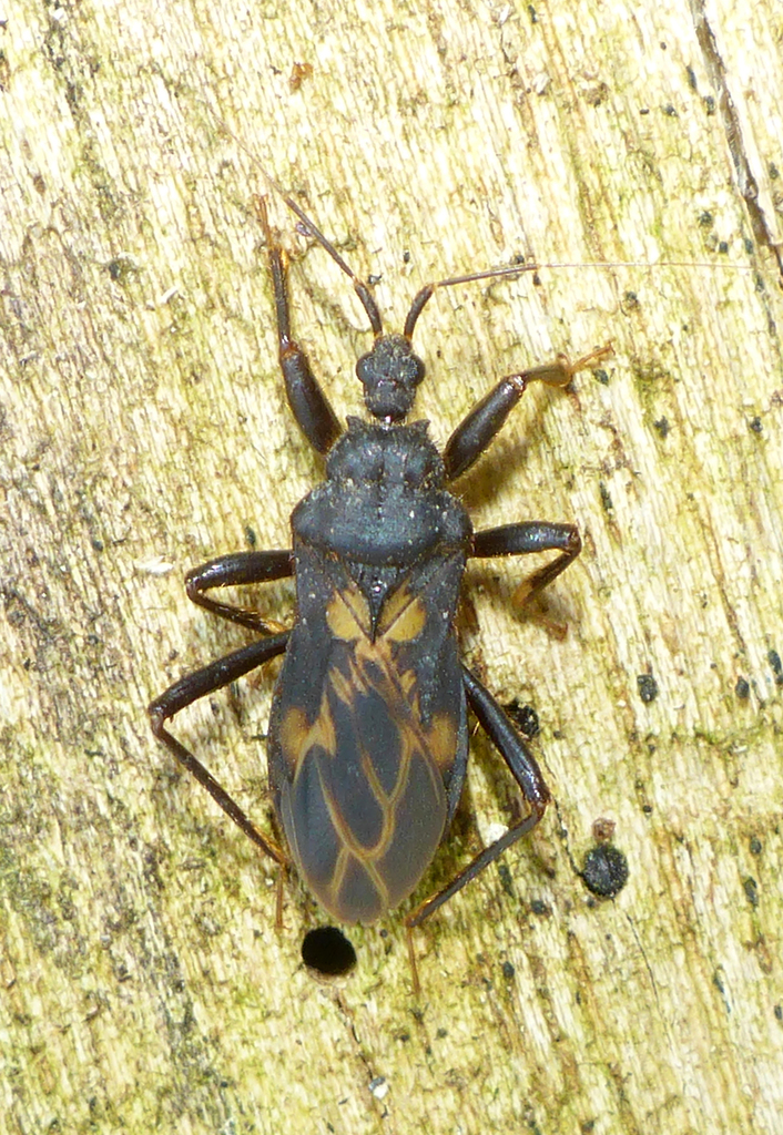 Leogorrus litura