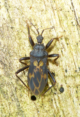 Leogorrus litura