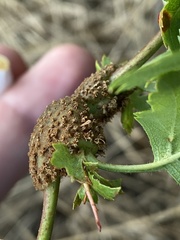 Gymnosporangium clavariiforme