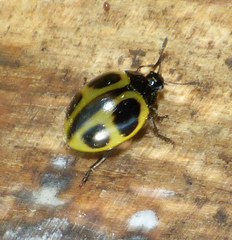 Aegithus quadrinotatus