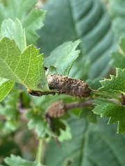 Gymnosporangium clavariiforme