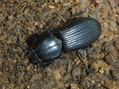 Odontotaenius