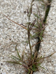 Eragrostis multicaulis