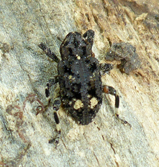 Cryptorhynchini