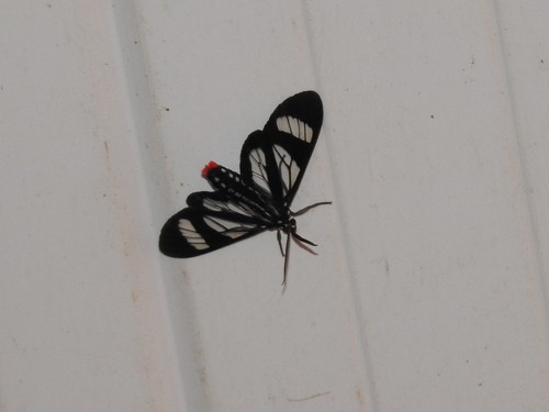 Metastatia azurea