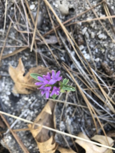 iNaturalist observation photo of Monardellas