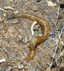 Geoplaninae