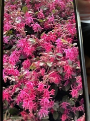 Loropetalum