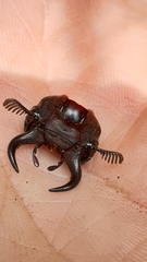 Lucanus barbarossa