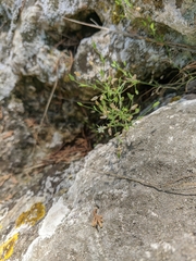 Arenaria leptoclados