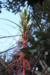 Tillandsia calothyrsus