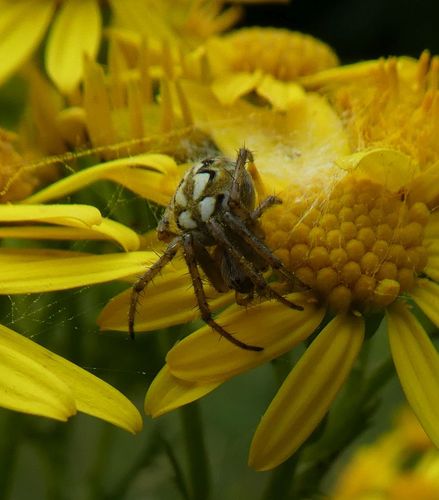 Bordered Orbweaver, Hoenderloo, Nederland, photo 9 of 10