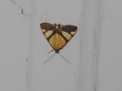 Eulepidotis julianata