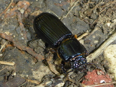 Odontotaenius
