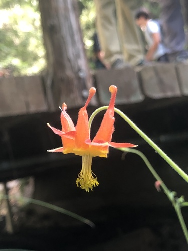 iNaturalist observation photo of western columbine