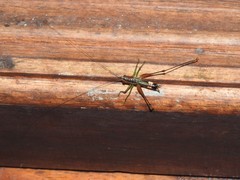 Conocephalus versicolor