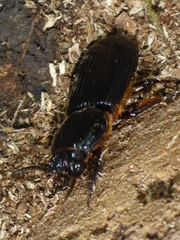 Odontotaenius
