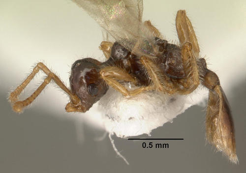 Tetramorium inquilinumTetramorium inquilinum