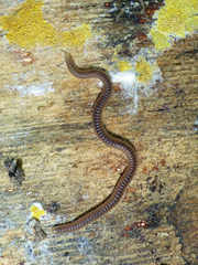 Siphonophorida