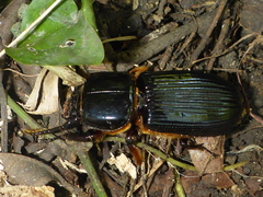 Odontotaenius