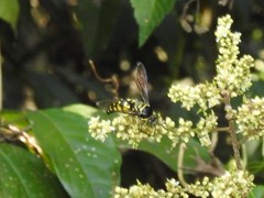 Stictia