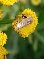 Isophrictis striatella