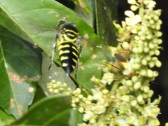Stictia