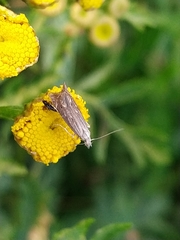 Isophrictis striatella