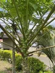 Toxotrypana curvicauda