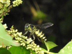 Stictia