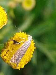 Isophrictis striatella