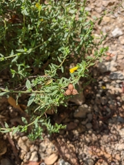 Helianthemum oelandicum orientale