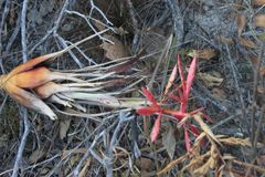 Tillandsia gymnobotrya