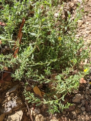 Helianthemum oelandicum orientale