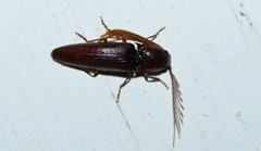 Dicrepidius palmatus