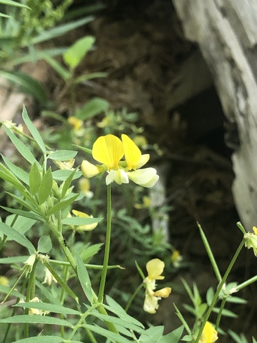 iNaturalist observation photo of Loteae