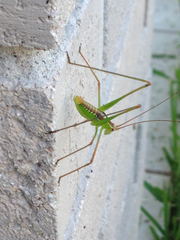 Obolopteryx catinata